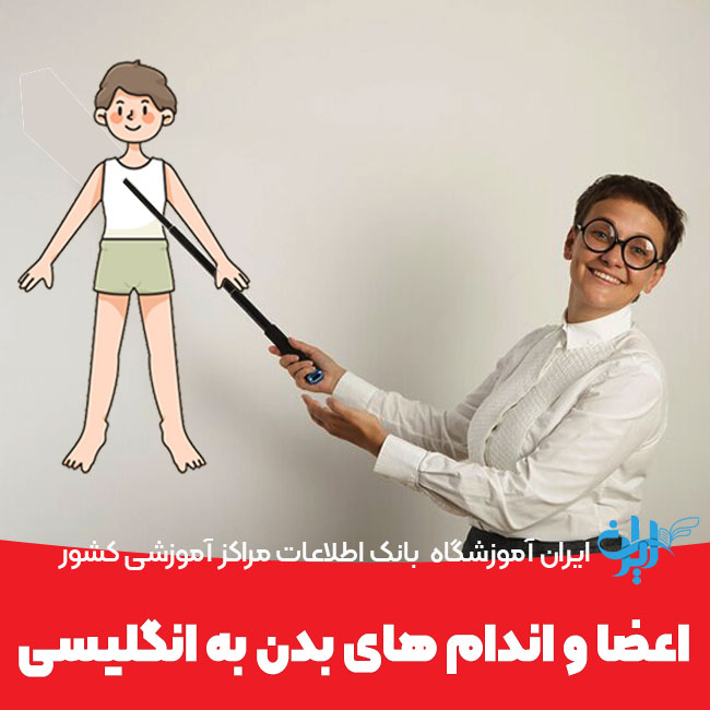 اعضا و اندام های بدن به انگلیسی