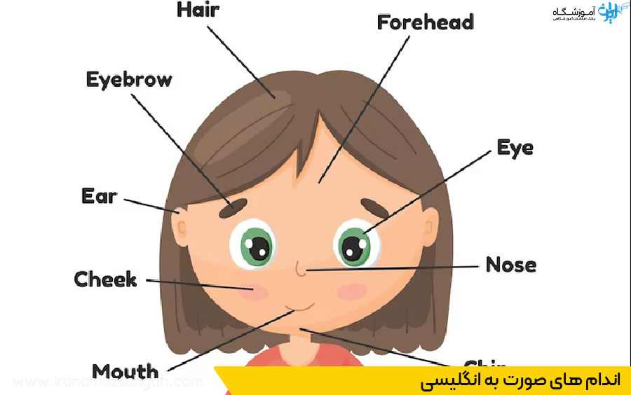 اعضا و اندام های بدن به انگلیسی 