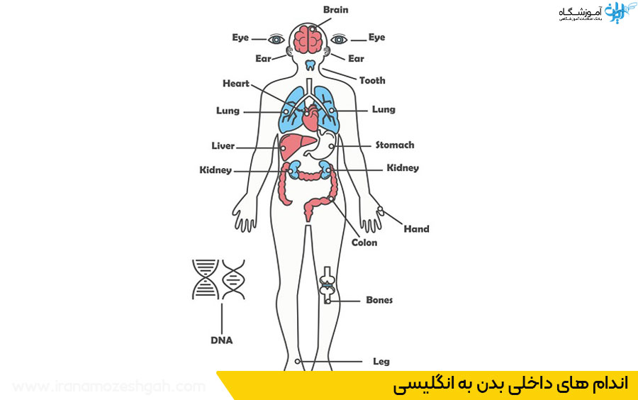 اندام های داخلی به انگلیسی