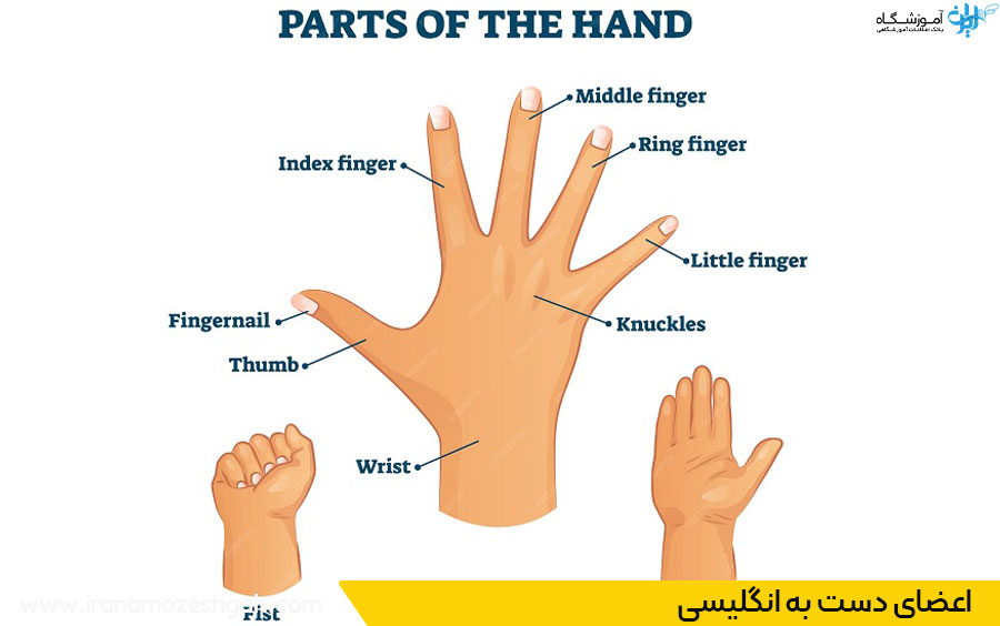 اعضای دست به انگلیسی