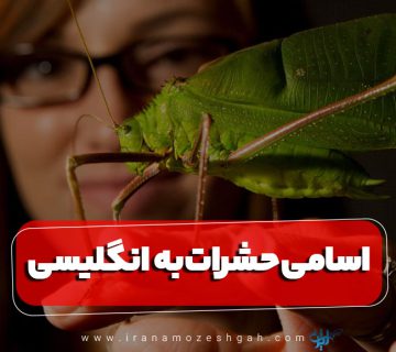 نام حشرات به انگلیسی