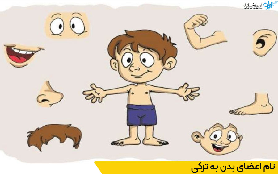 نام اعضای پایین تنه بدن به ترکی