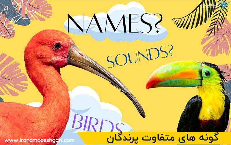 گونه های متفاوت پرندگان