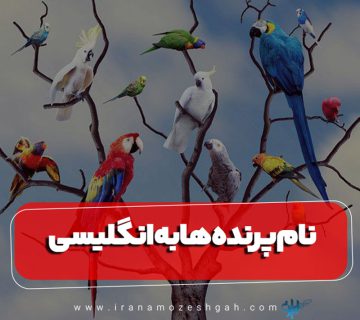 نام پرنده ها به انگلیسی