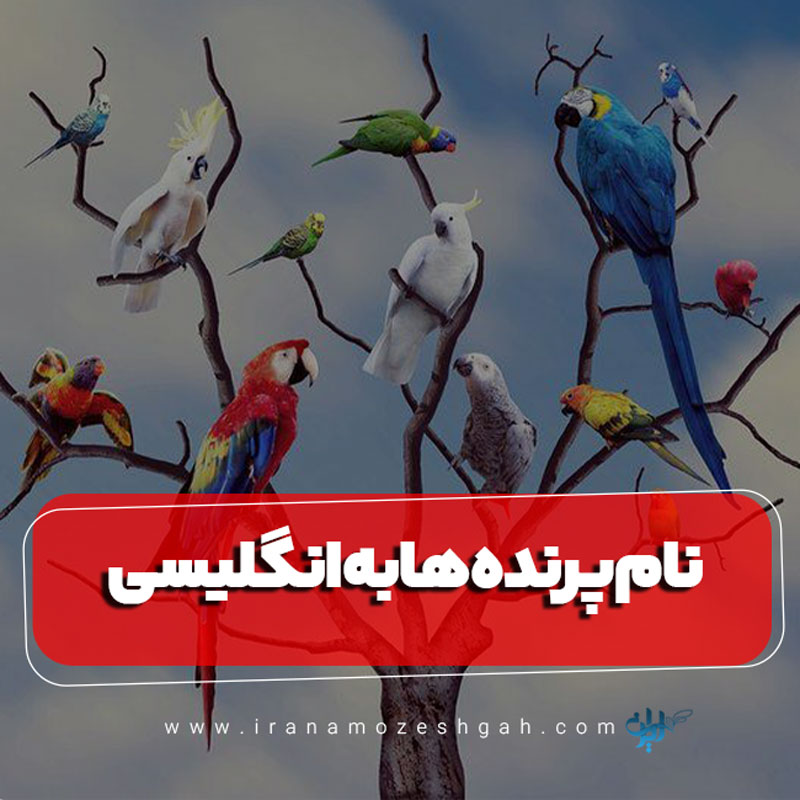 نام پرنده ها به انگلیسی