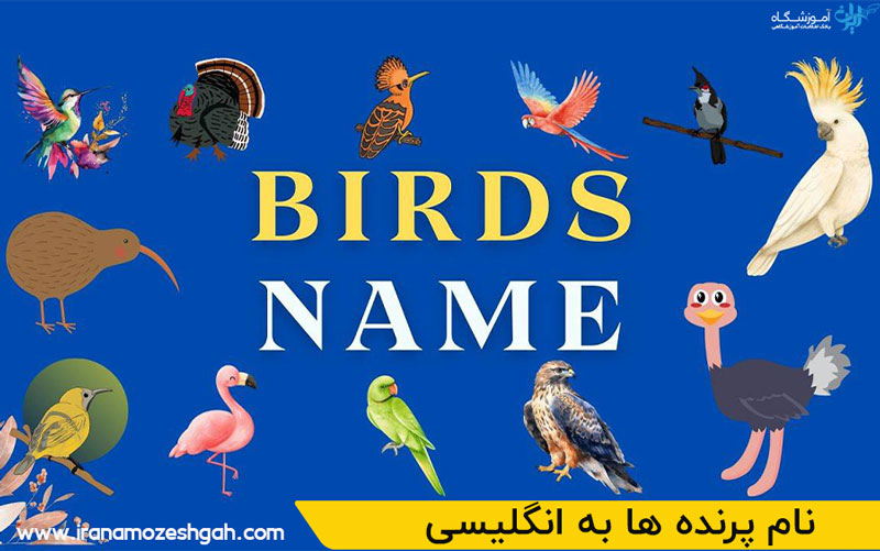 نام پرنده ها به انگلیسی